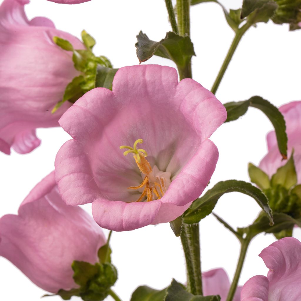 Graines de Campanule medium F1 Big Ben Pink (graines enrobées)