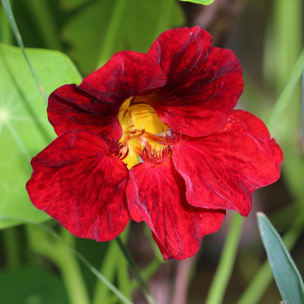 Graines de Capucine Crimson Emperor - Tropaeolum majus 