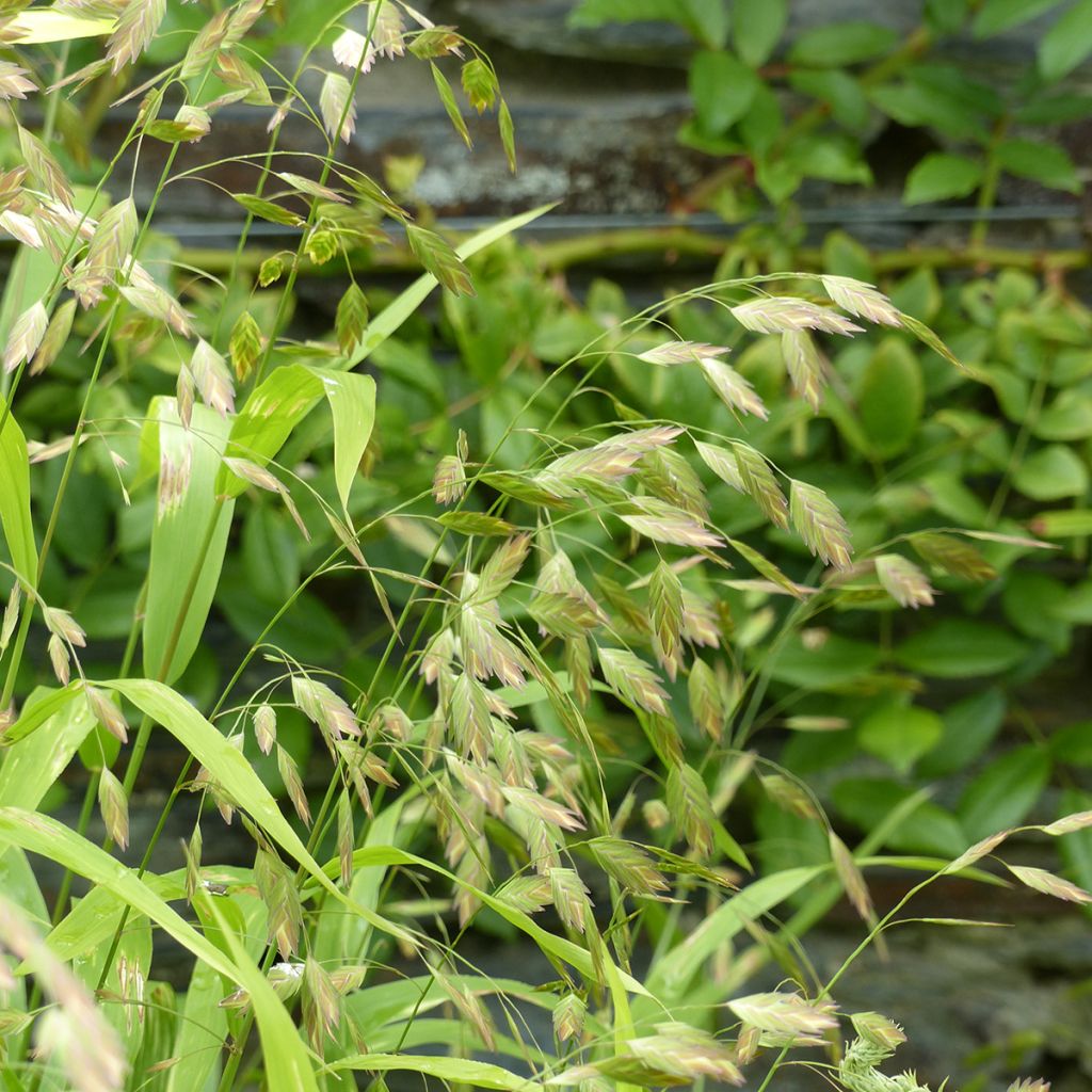 Graines de Chasmanthium latifolium - Avoine sauvage