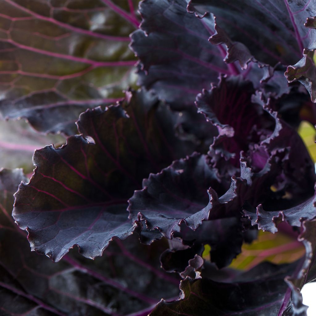 Graines de Chou d'ornement F1 Black Leaf