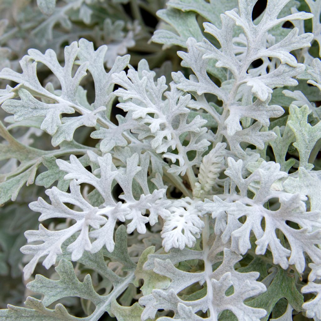 Graines de Cinéraire maritime Silver Dust - Senecio cineraria 