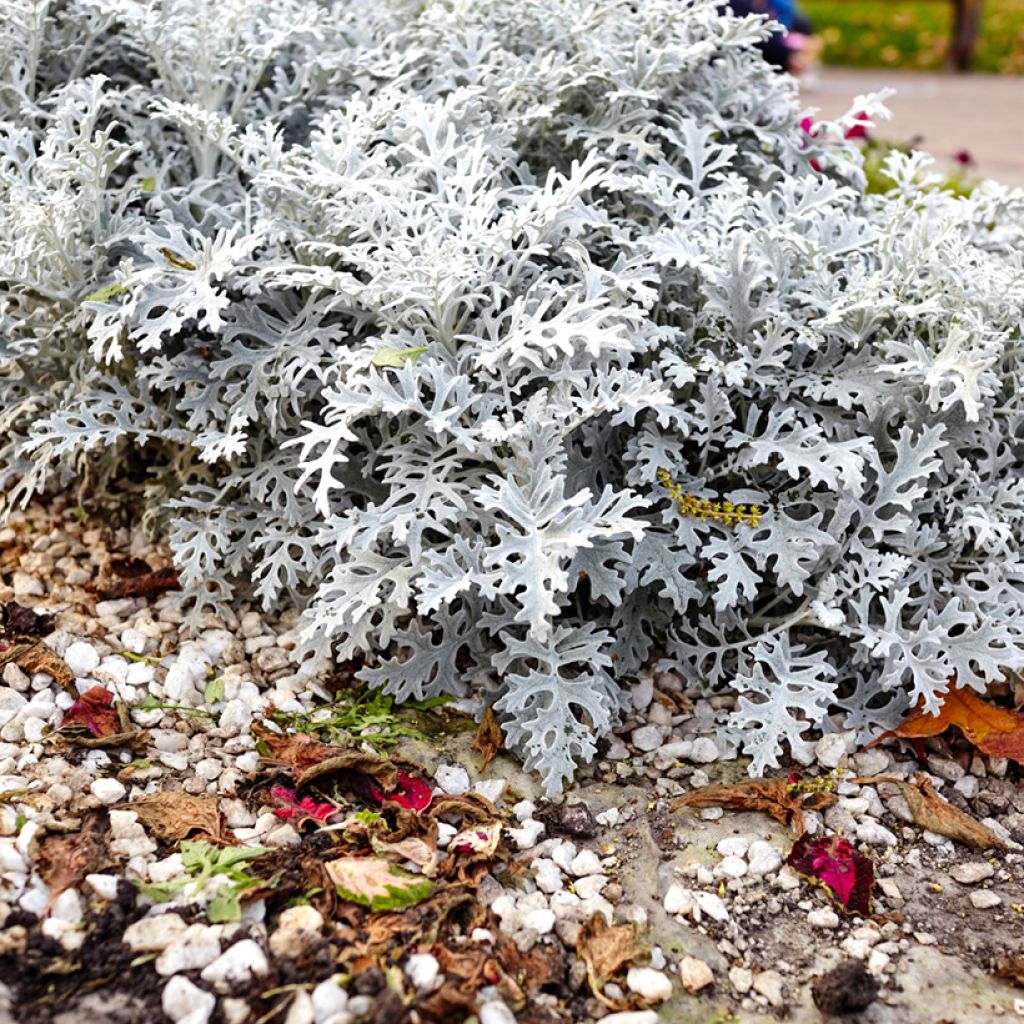 Graines de Cinéraire maritime Silver Dust - Senecio cineraria 