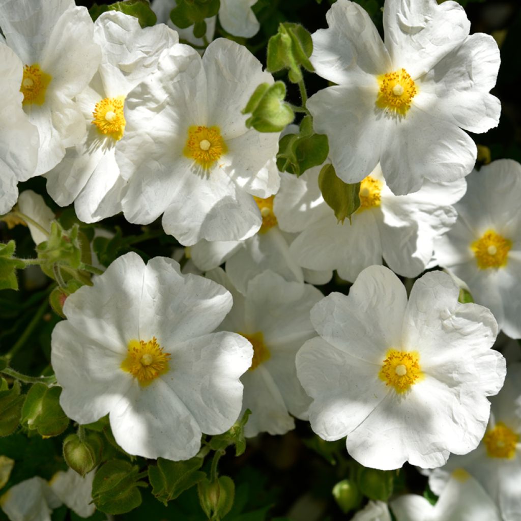 Graines de Ciste de Montpellier - Cistus monspeliensis