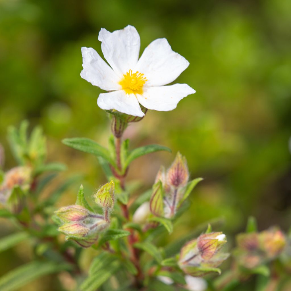 Graines de Ciste de Montpellier - Cistus monspeliensis