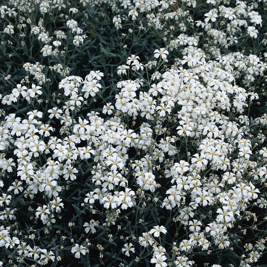 Graines de Corbeille d'Argent - Cerastium biebersteinii