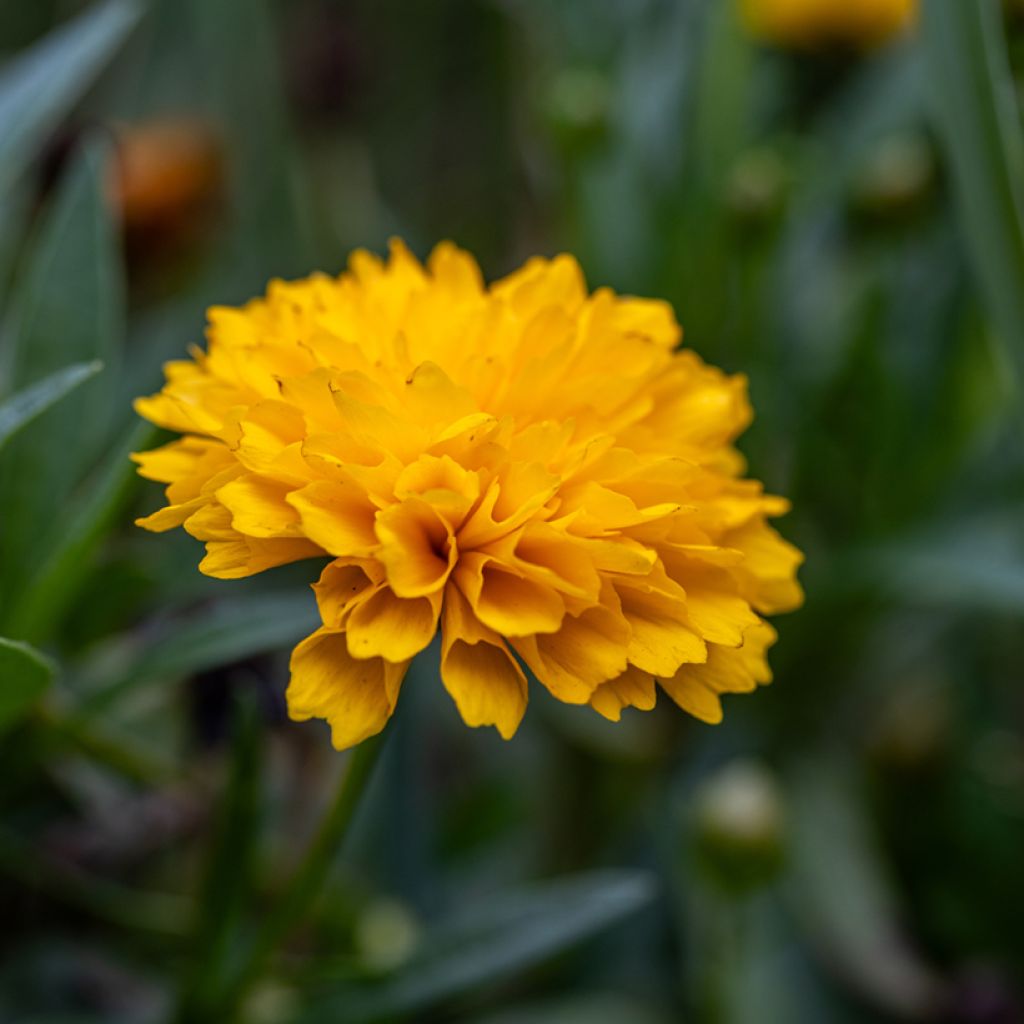 Graines de Coreopsis Early Sunrise