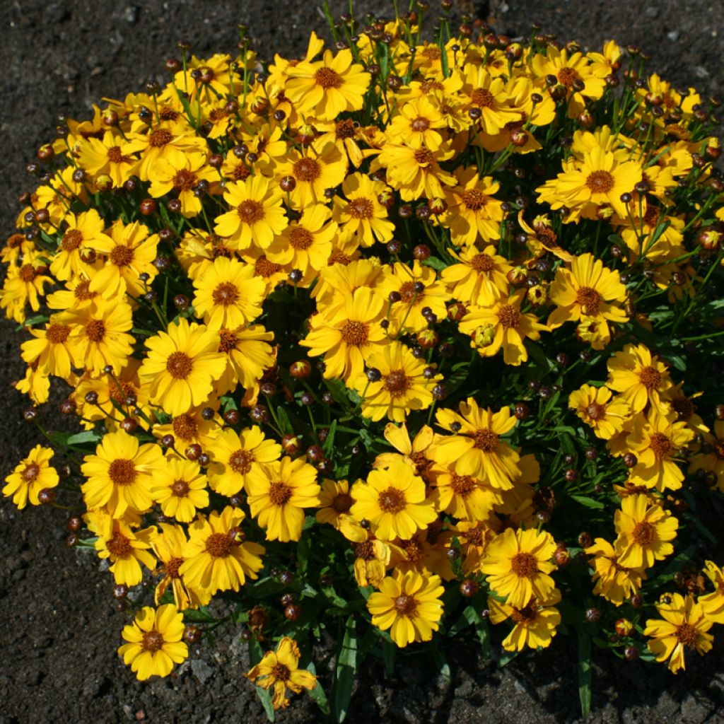 Graines de Coréopsis annuel Corusco Gold - Coreopsis tinctoria