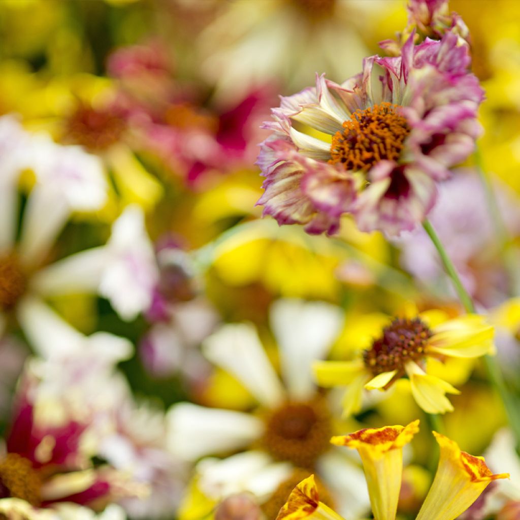 Graines de Coréopsis annuel Incredible Sea Shells Mix - Coreopsis x tinctoria