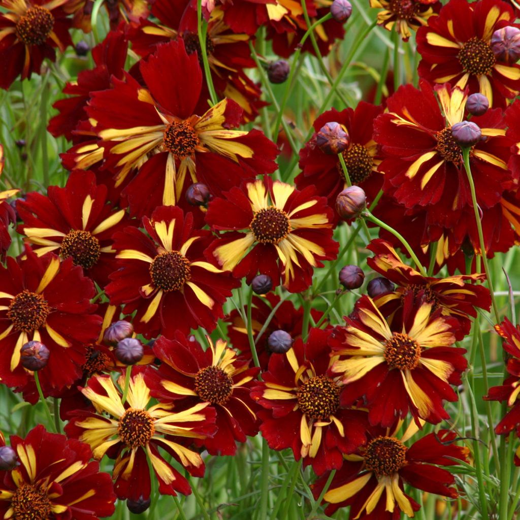 Graines de Coréopsis annuel Roulette - Coreopsis tinctoria