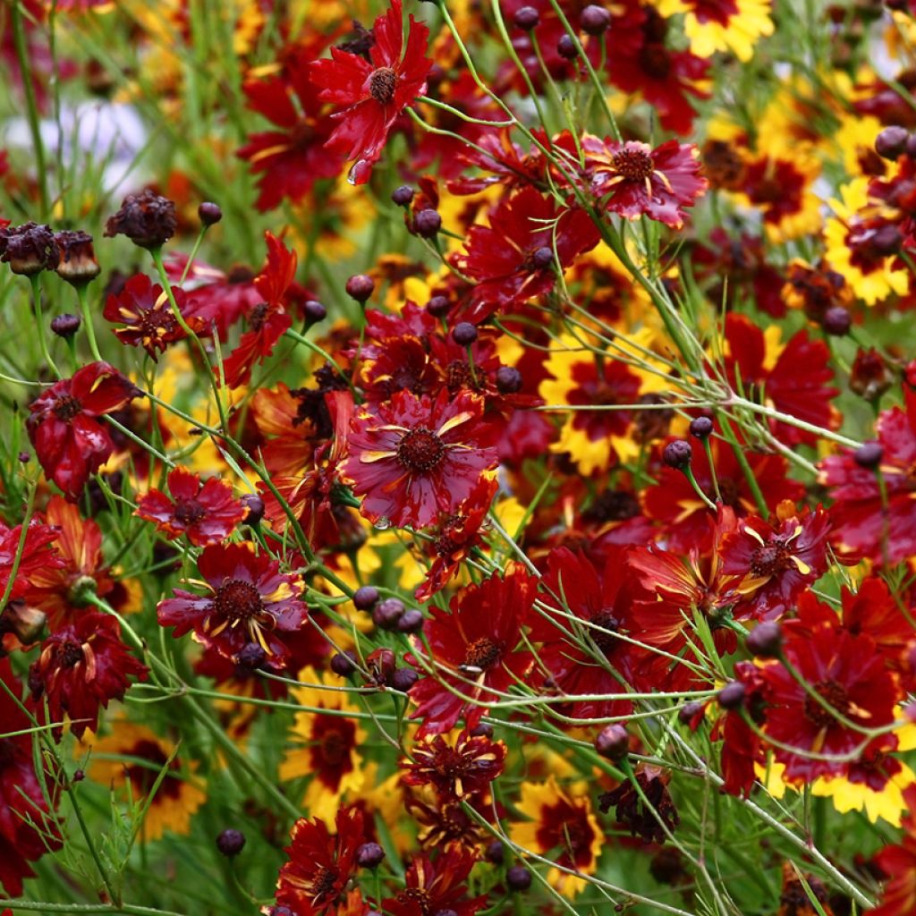 Graines de Coréopsis annuel Roulette - Coreopsis tinctoria