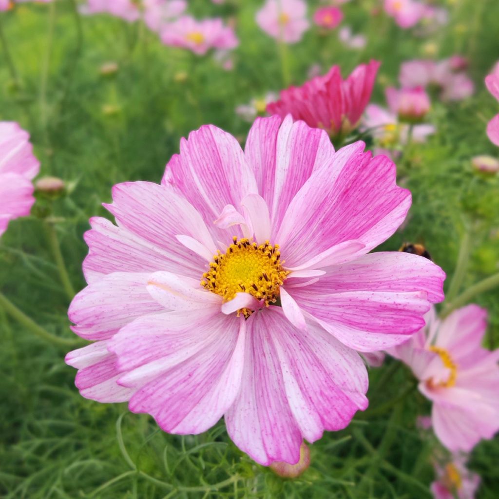 Graines de Cosmos Rosetta - Cosmos bipinnatus