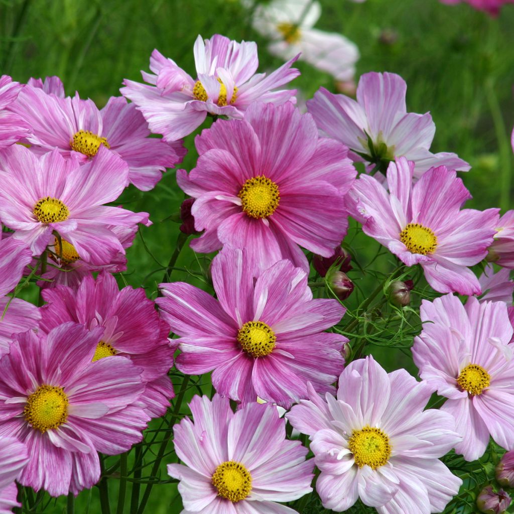 Graines de Cosmos Rosetta - Cosmos bipinnatus