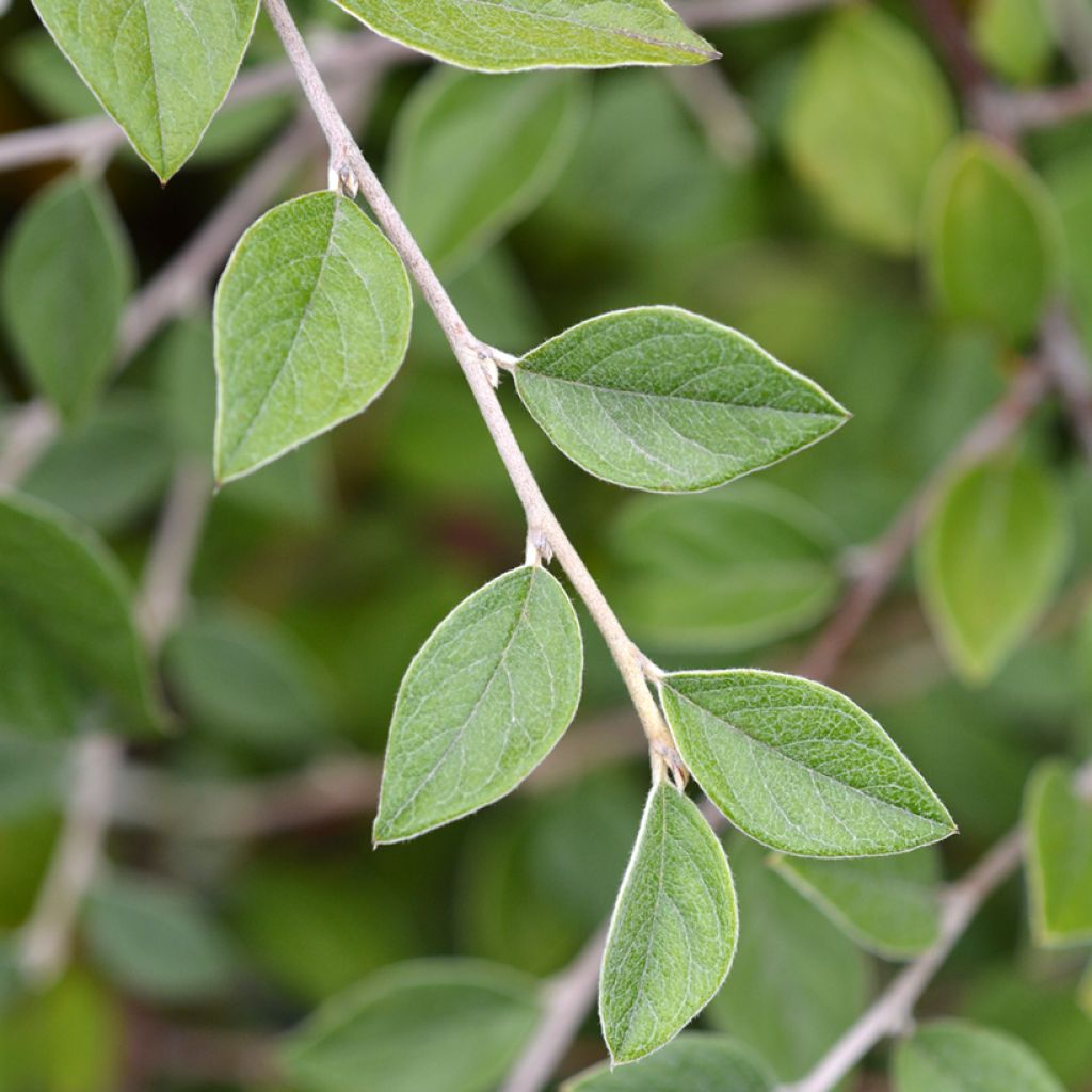 Graines de Cotoneaster franchetii