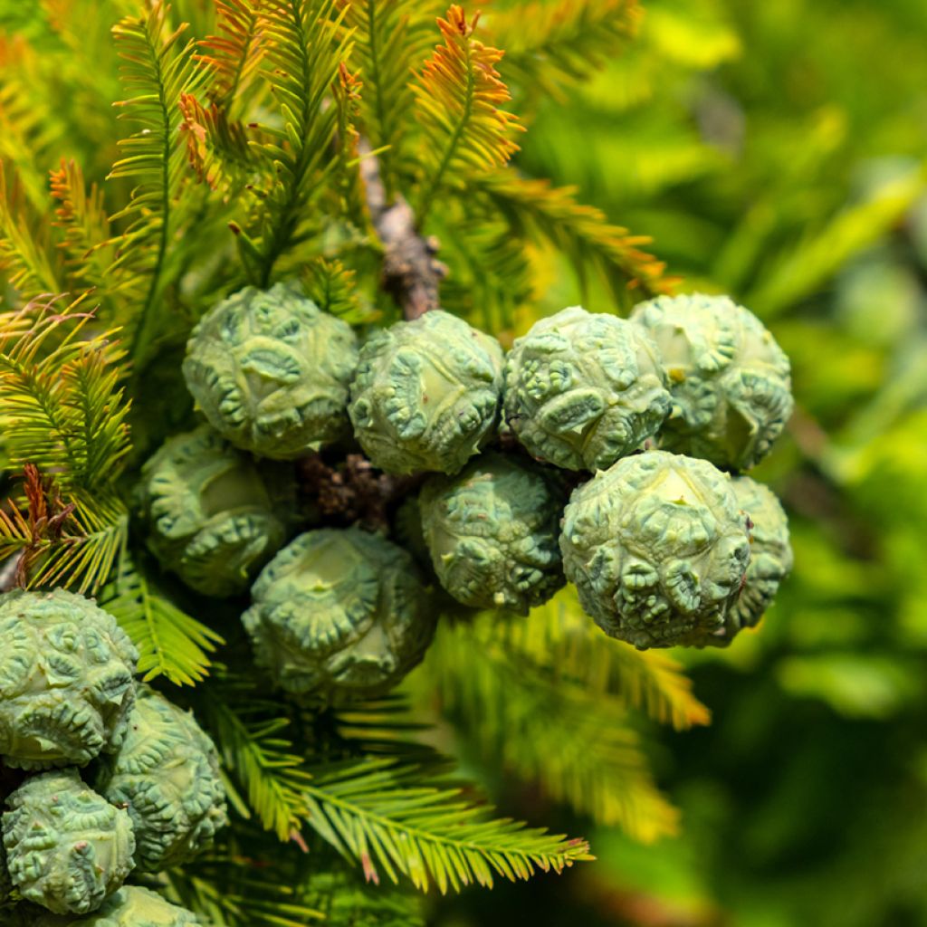 Graines de Cyprès-chauve - Taxodium distichum