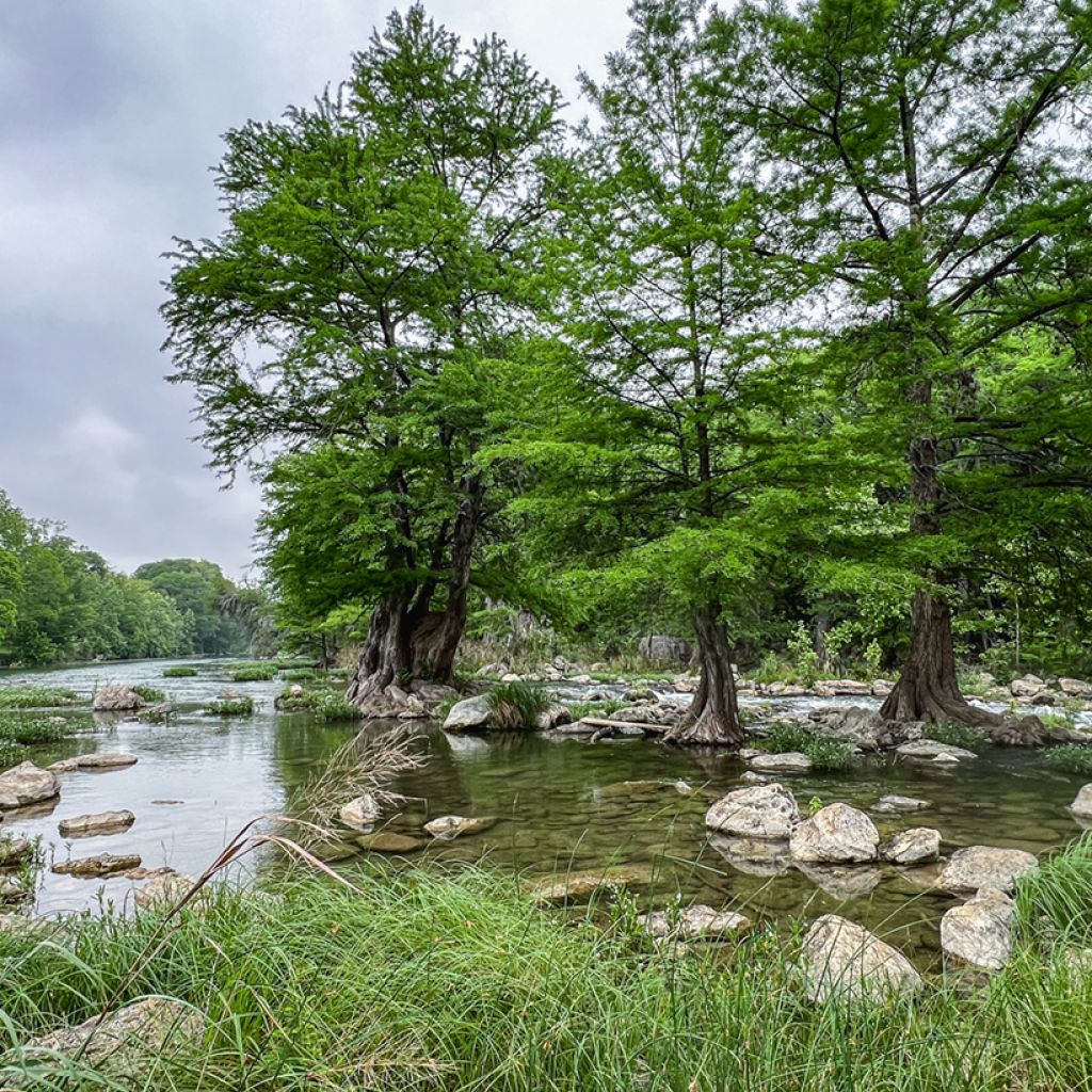Graines de Cyprès-chauve - Taxodium distichum