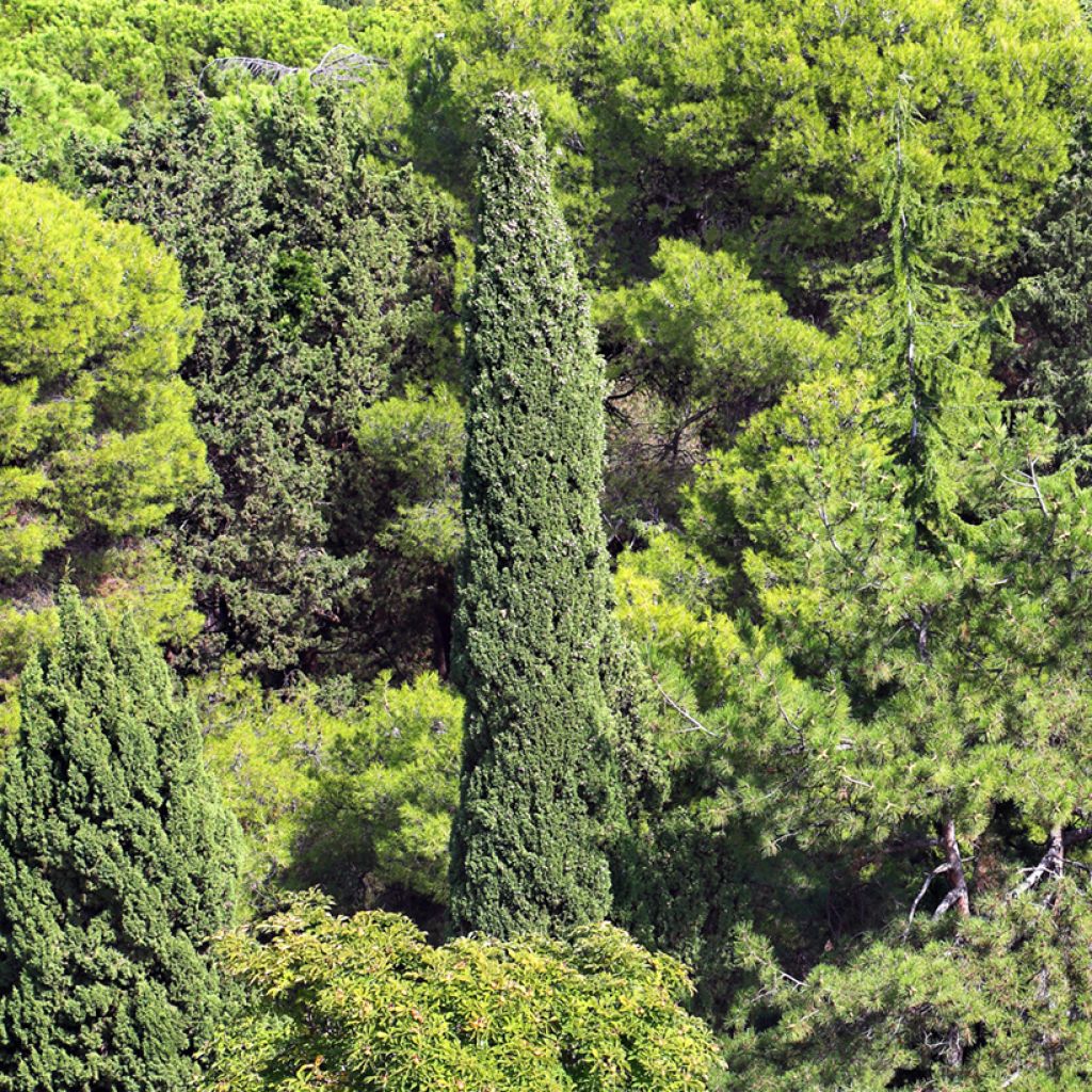 Graines de Cyprès de Provence