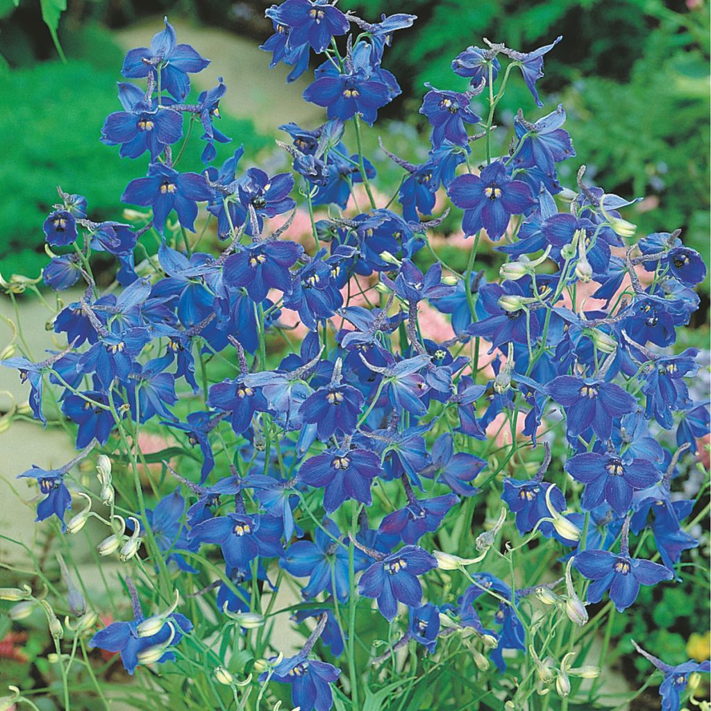 Graines de Delphinium belladonna Volkerfrieden Oriental Blue - Pied d'Alouette vivace