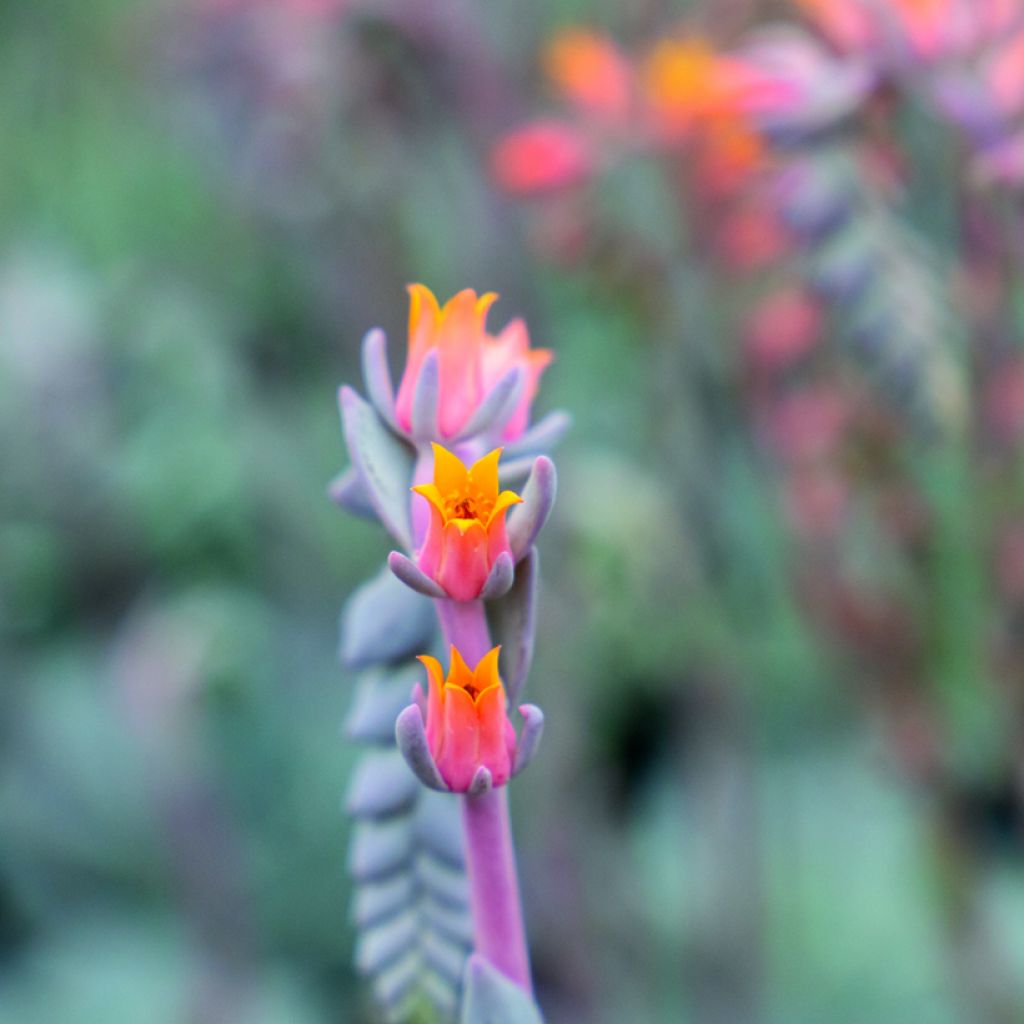 Graines de Echeveria peacockii Urban Orange (enrobées)
