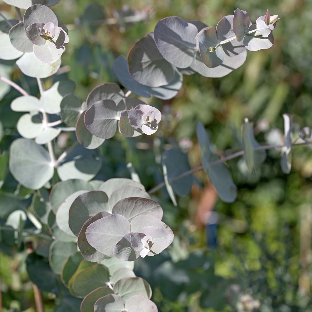 Graines d'Eucalyptus cinerea Silver Dollar - Gommier cendré
