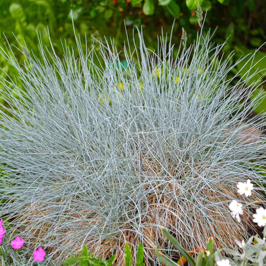 Graines de Fétuque bleue