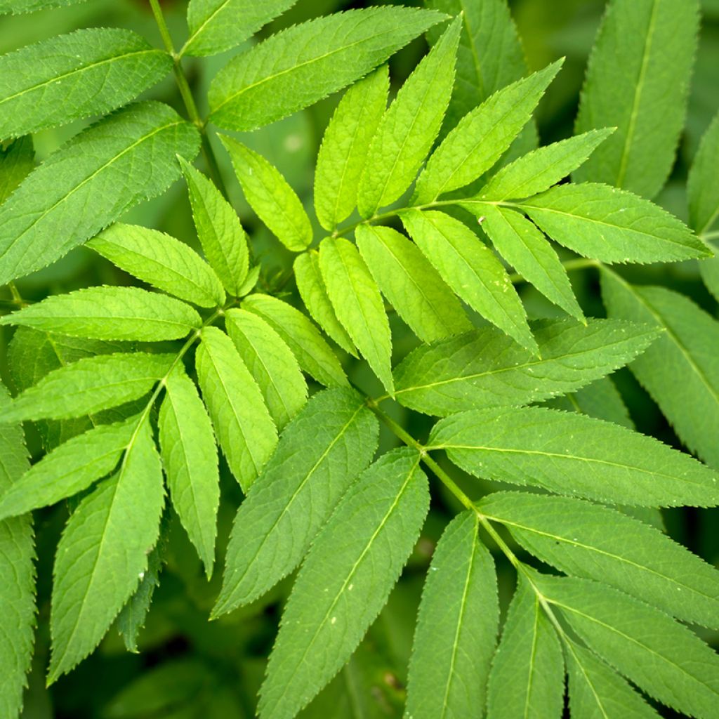 Graines de Frêne - Fraxinus excelsior