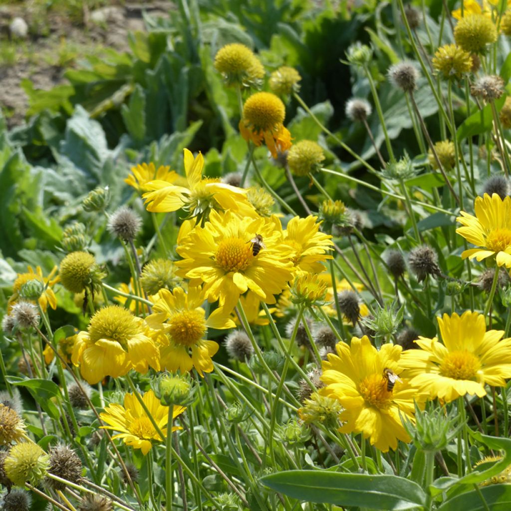 Graines de Gaillarde vivace Aurea Pura - Gaillardia x grandiflora