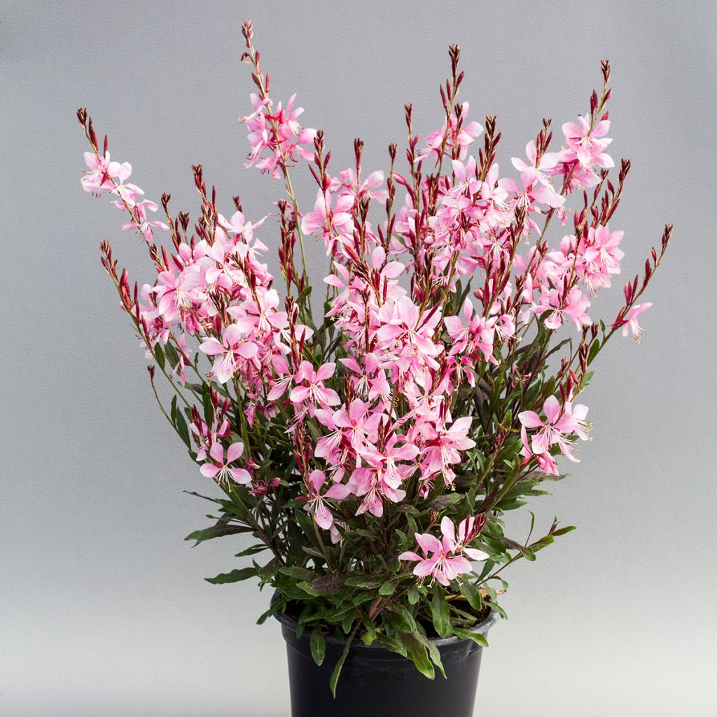 Graines de Gaura Emmeline Pink Bouquet