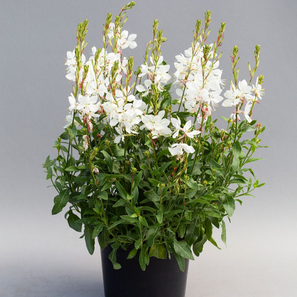 Graines de Gaura Emmeline White