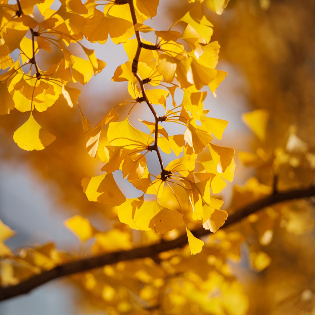 Graines de Ginkgo biloba - Arbre aux quarante écus