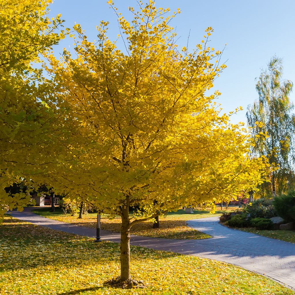Graines de Ginkgo biloba - Arbre aux quarante écus