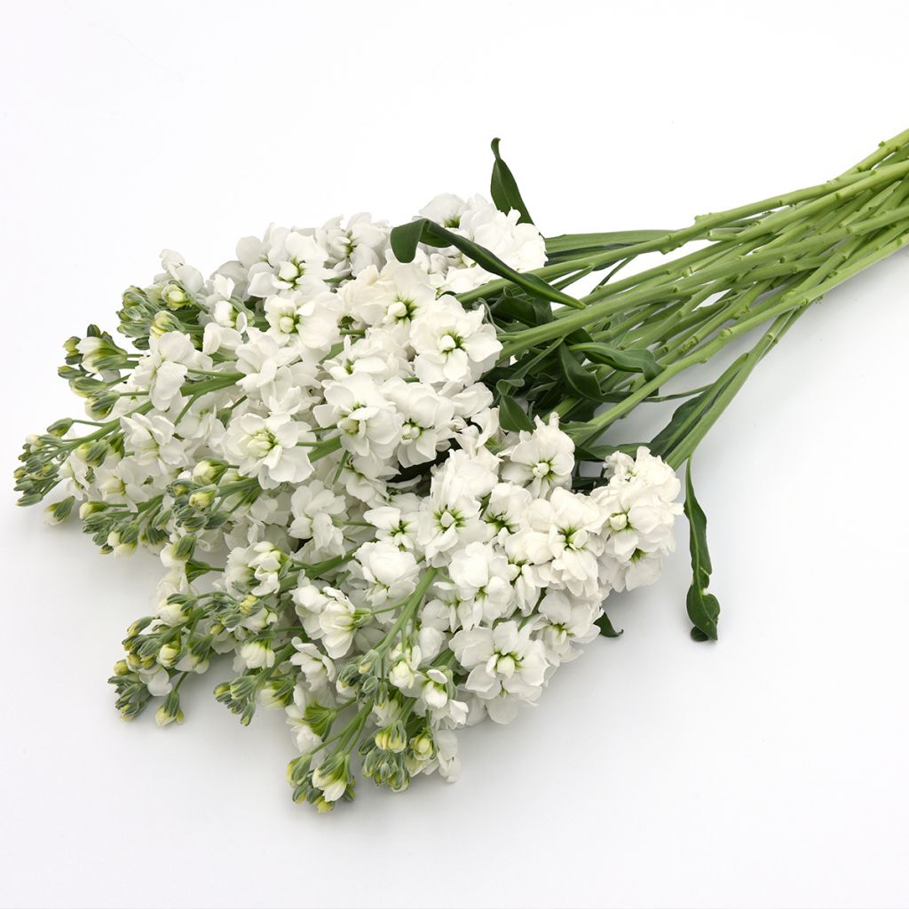 Graines de Giroflée quarantaine Katz Hi double White - Matthiola incana