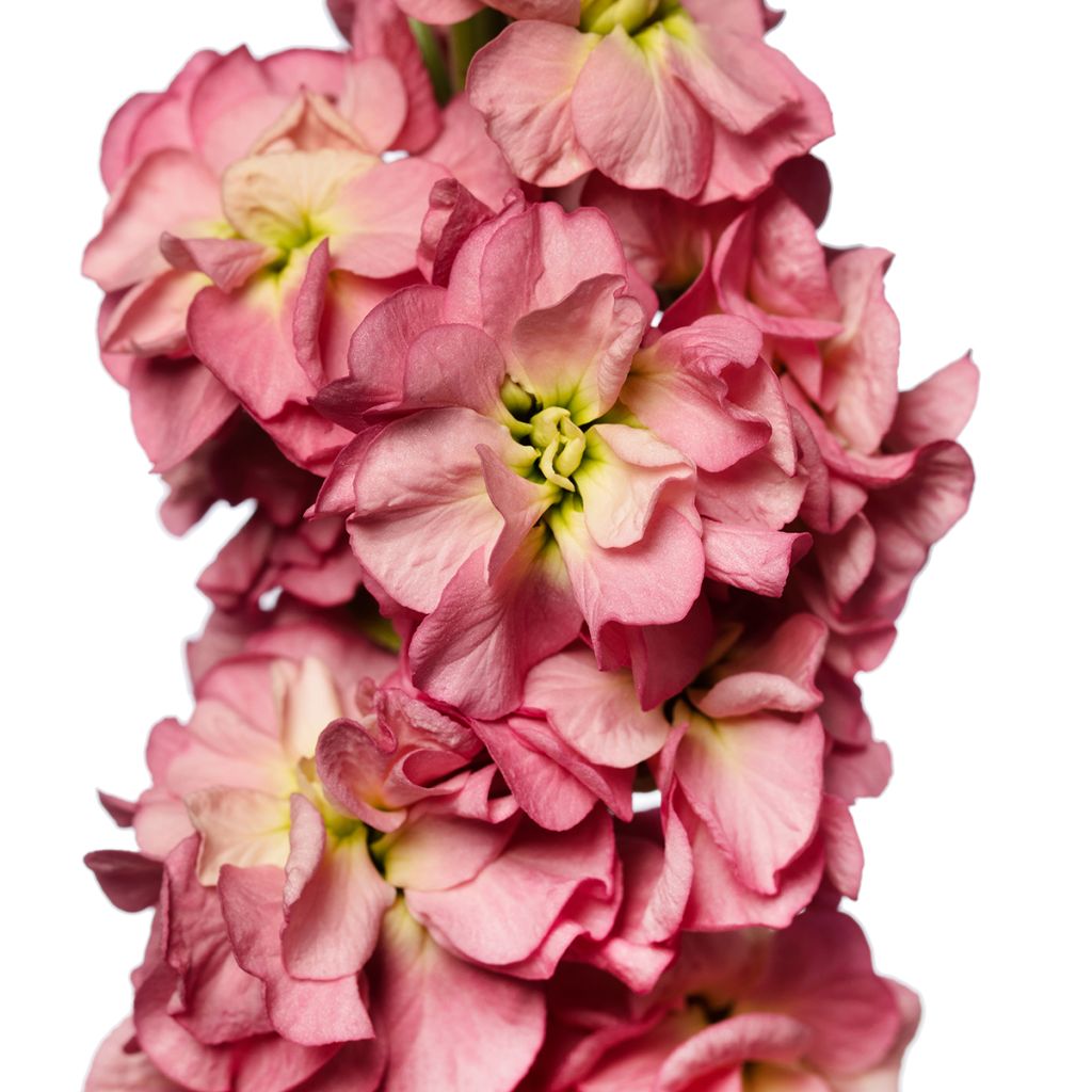 Graines de Giroflée quarantaine Stox Antique Rose