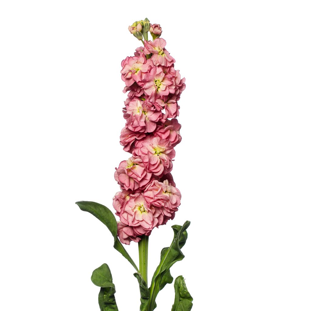 Graines de Giroflée quarantaine Stox Antique Rose