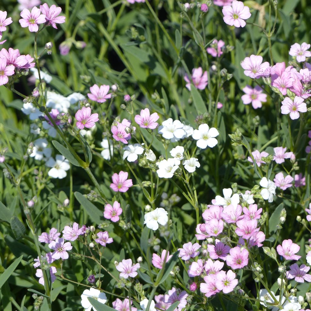 Graines de Gypsophile rampante Albarosa Mix - Gypsophila repens