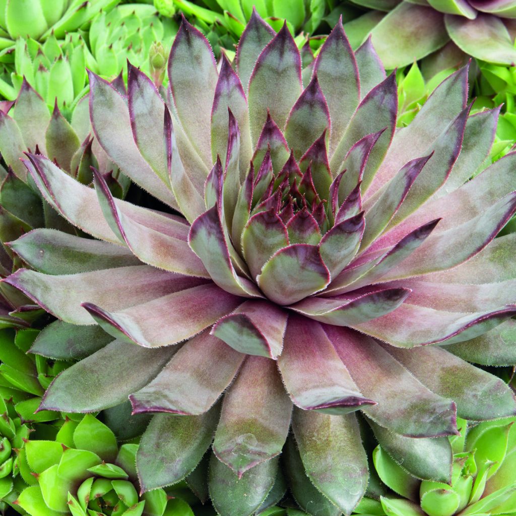Graines de Joubarbe, Sempervivum Hippie Chicks (graines enrobées)