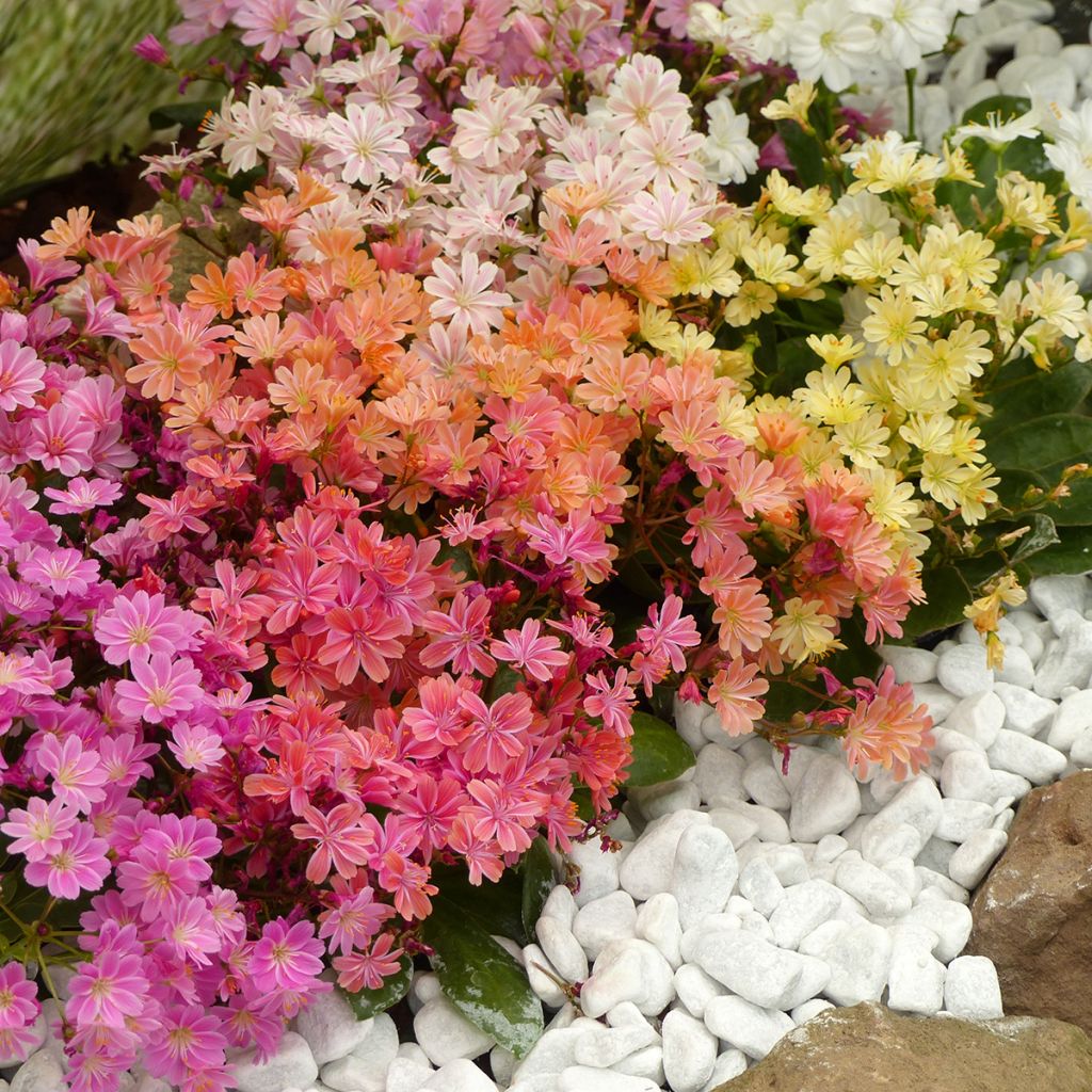Graines de Lewisia cotyledon Elise Mix