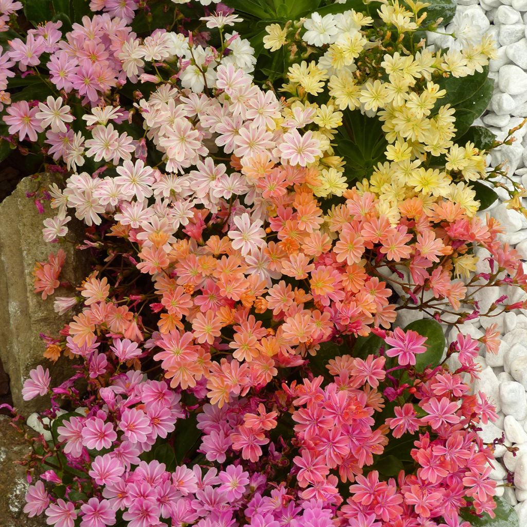 Graines de Lewisia cotyledon Elise Mix