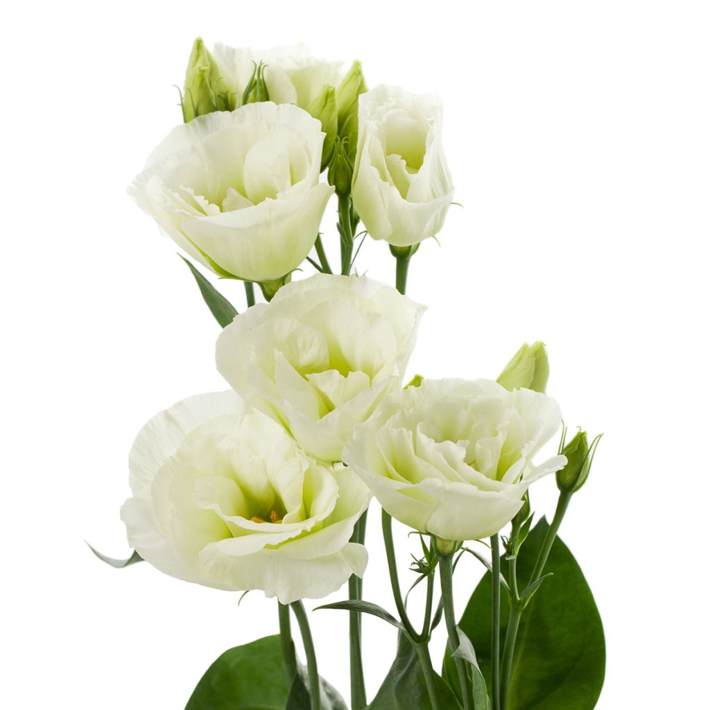 Graines de Lisianthus F1 Cessna Green III (graines enrobées)