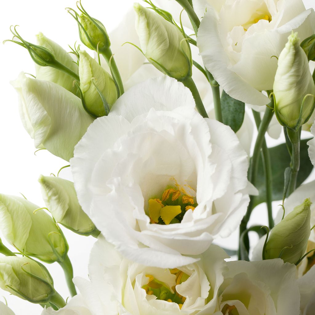 Graines de Lisianthus F1 Cessna Pure White III (graines enrobées)