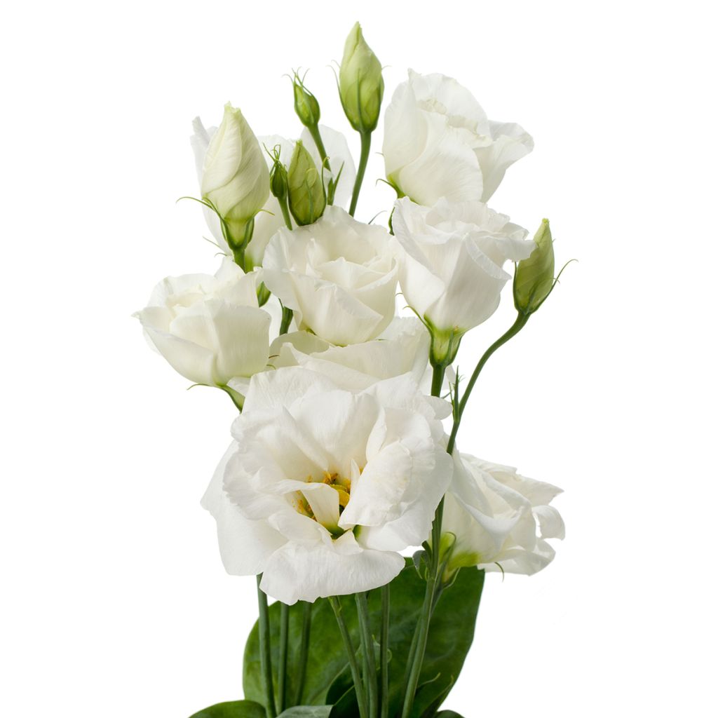 Graines de Lisianthus F1 Cessna Pure White III (graines enrobées)