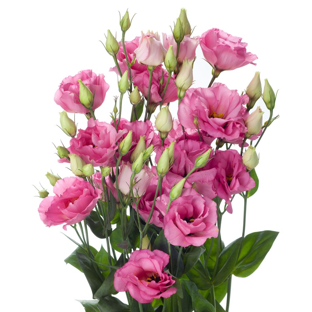 Graines de Lisianthus F1 Cessna Rose III (graines enrobées)