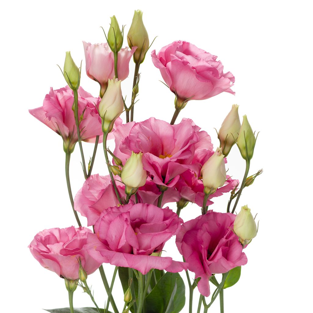 Graines de Lisianthus F1 Cessna Rose III (graines enrobées)