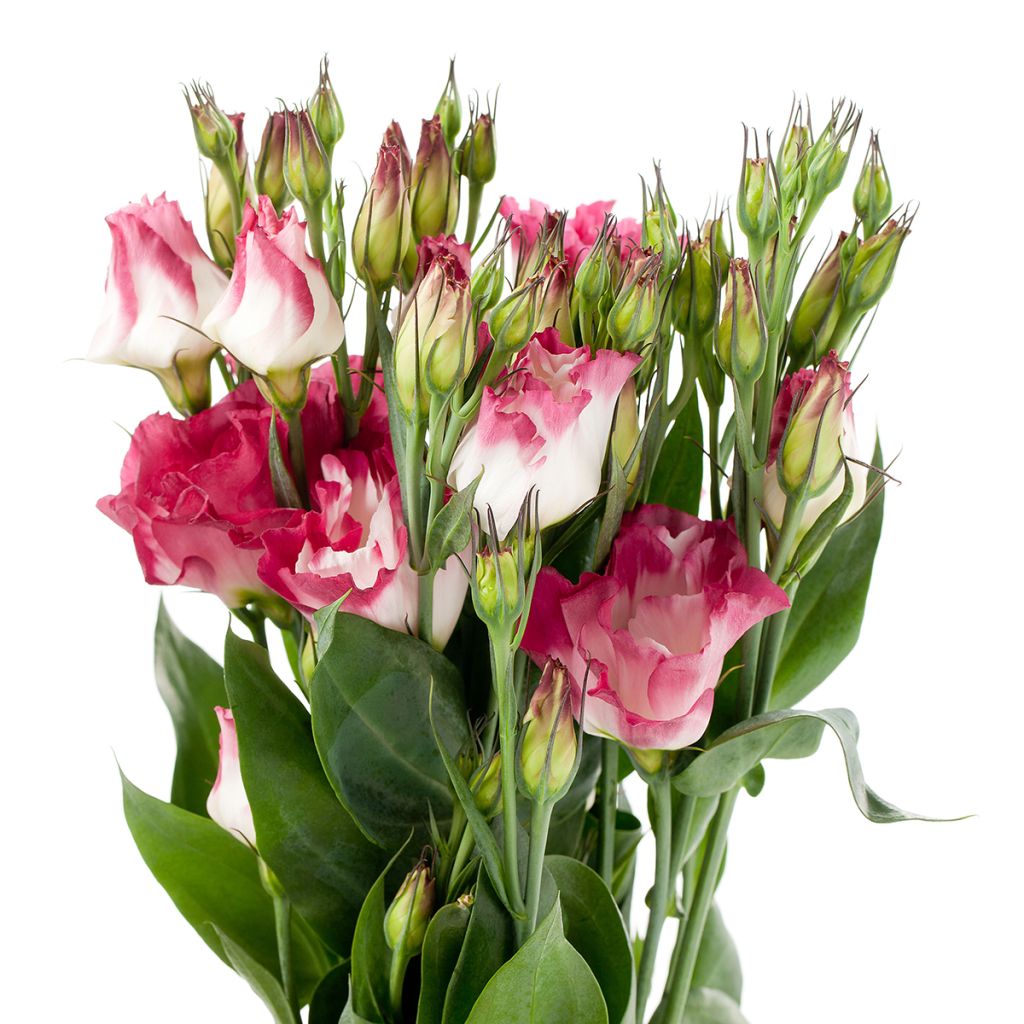Graines de Lisianthus F1 Cessna Vogue IV (graines enrobées)