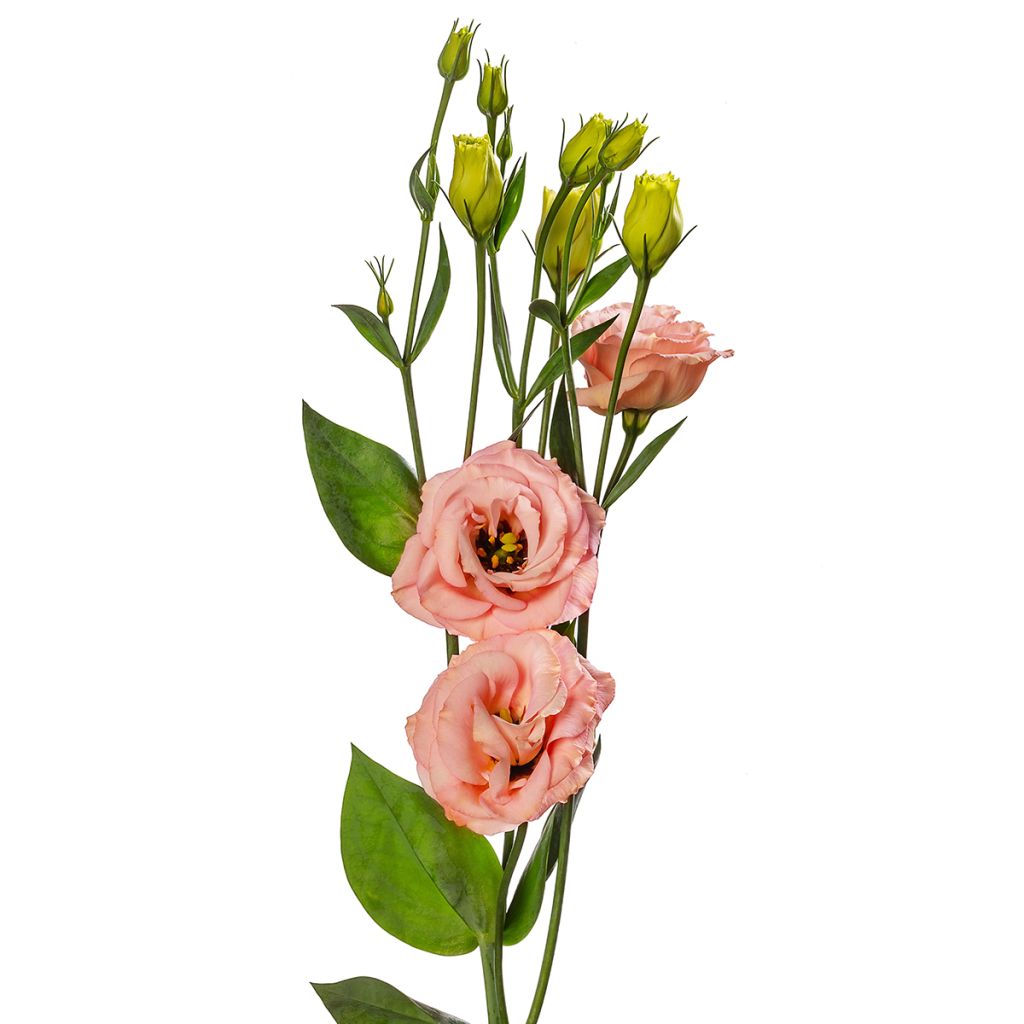 Graines de Lisianthus F1 LisAdora Apricot III (graines enrobées)