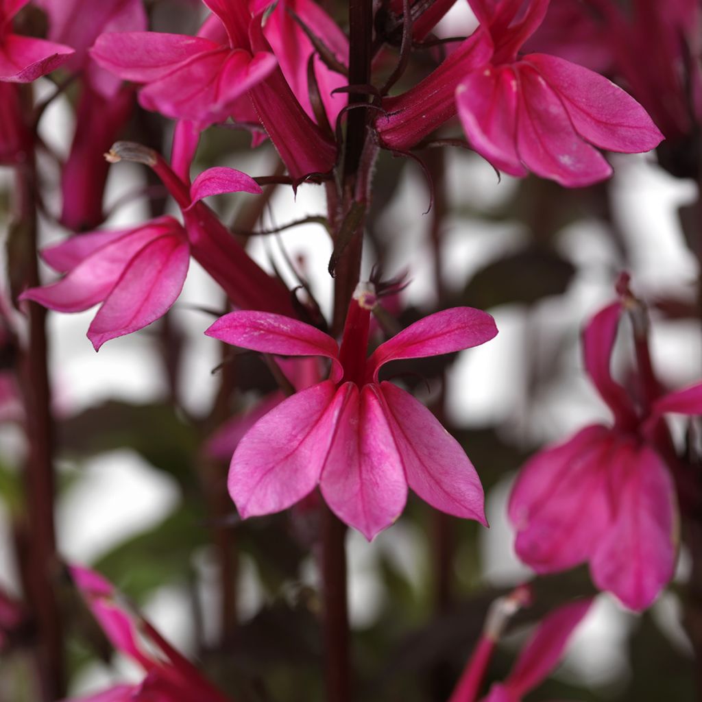Graines de Lobelia speciosa Starship Rose (graines enrobées)