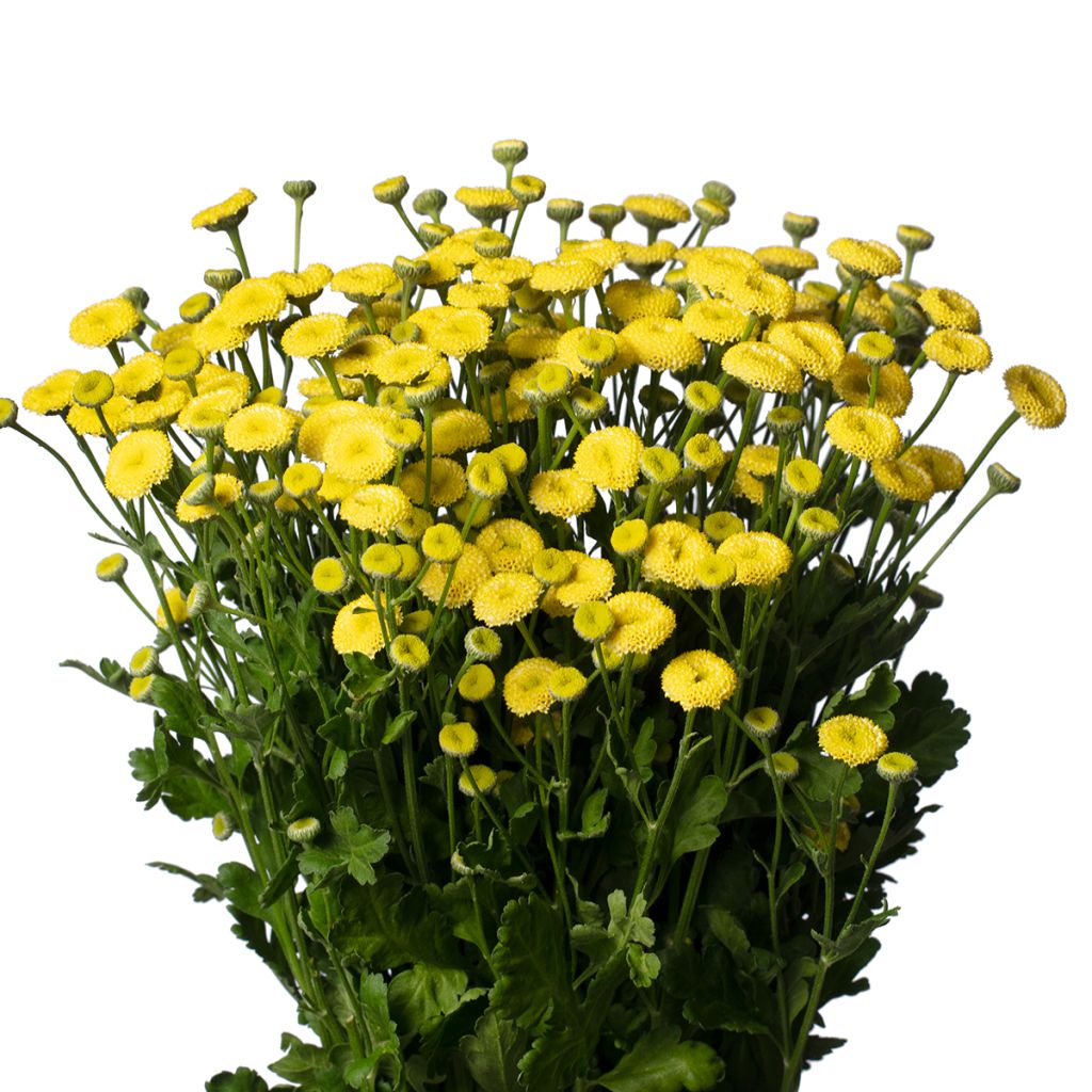 Graines de Matricaire double Amazone - Tanacetum parthenium (graines enrobées)