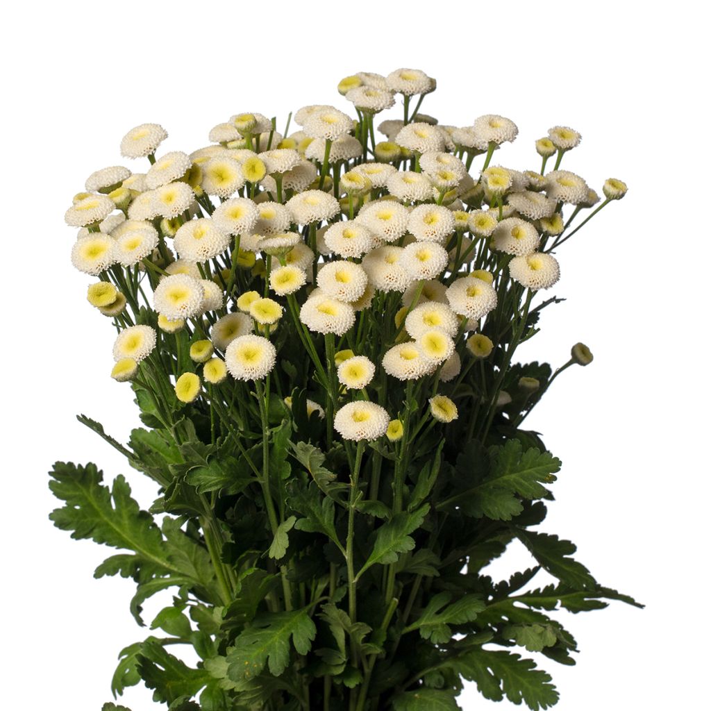 Graines de Matricaire double Baya - Tanacetum parthenium (graines enrobées)