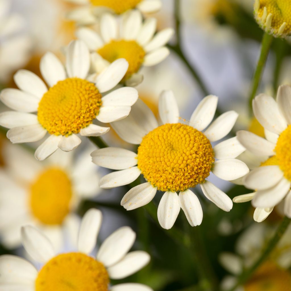 Graines de Matricaire simple Camilla (graines enrobées) - Tanacetum parthenium