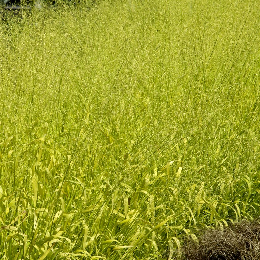 Graines de Milium effusum Aureum - Millet doré