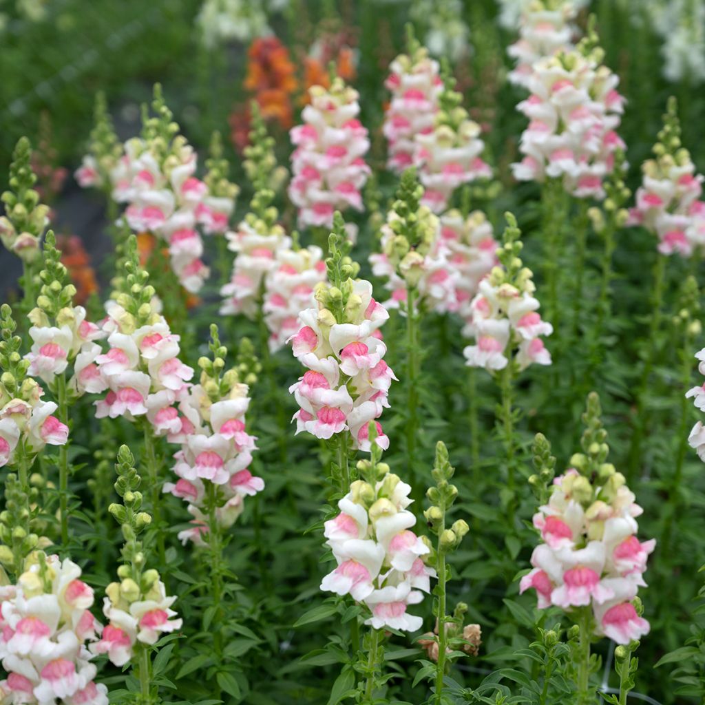 Graines de Muflier Opus III/IV Appleblossom - Antirrhinum
